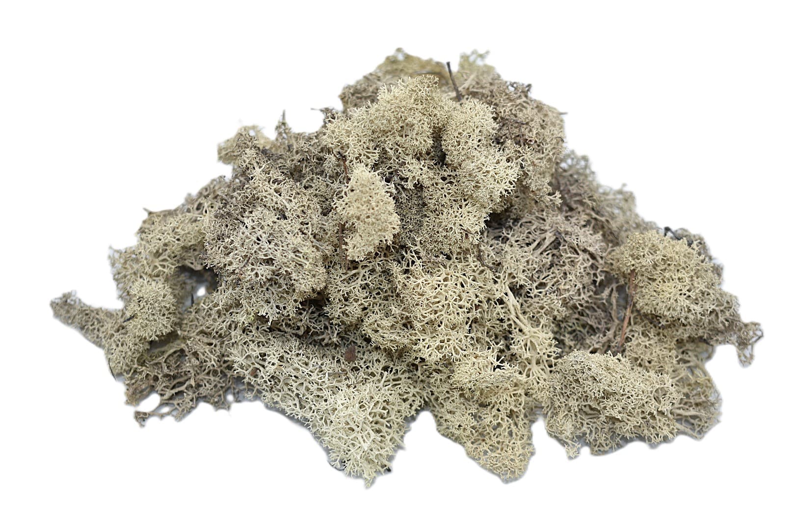 Mech chrobotek reniferowy PREMIUM, 20g, biały