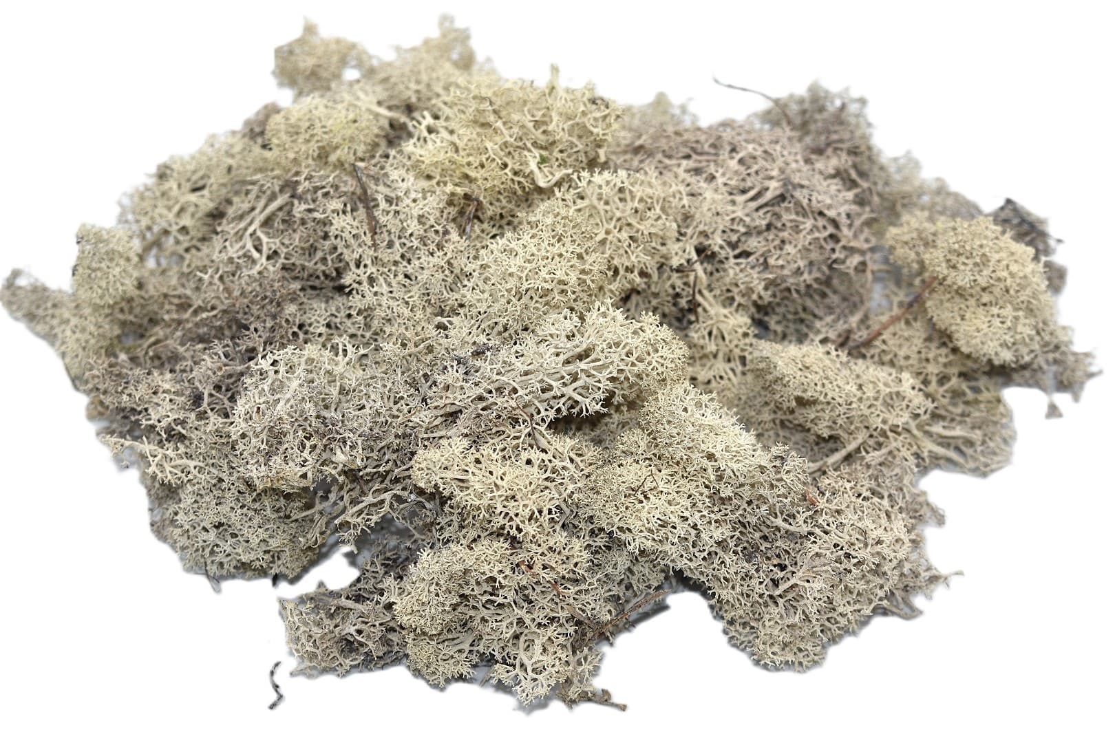 Mech chrobotek reniferowy PREMIUM, 100g, biały