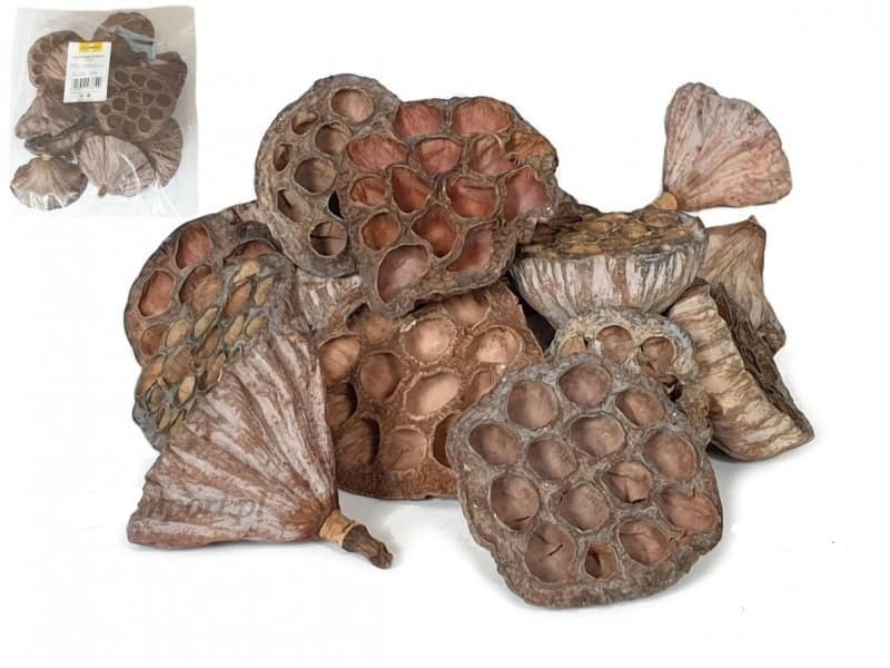 Suszony owoc lotos średni, średnica 6-8cm/12szt