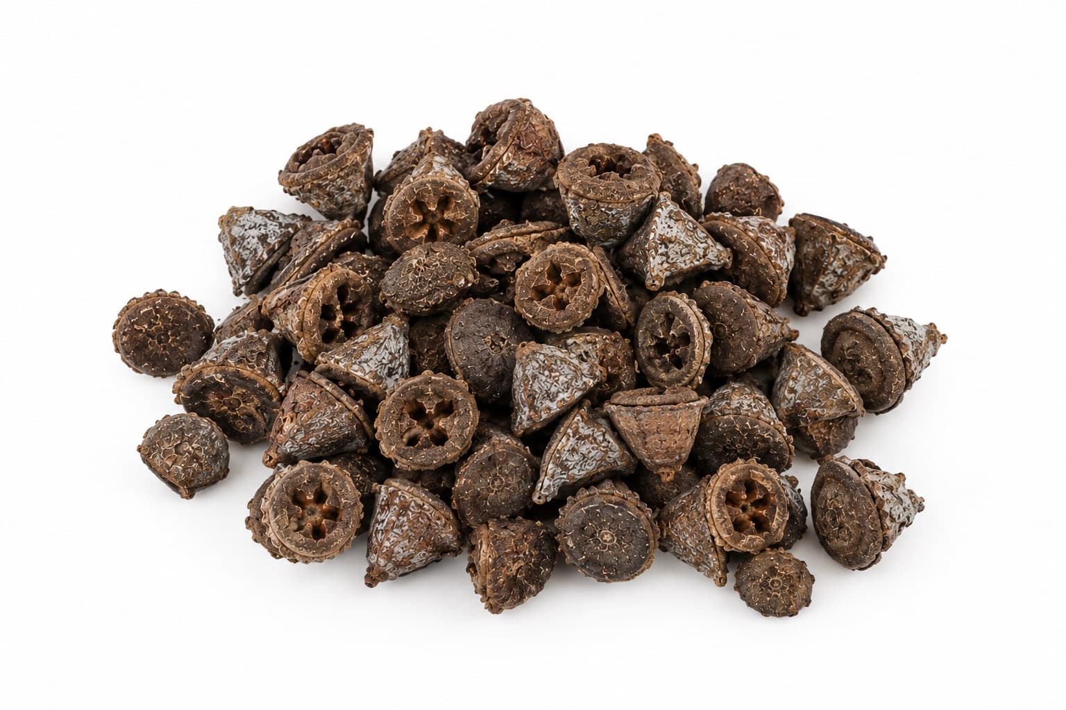 Eukaliptus suszony 100g torebki nasienne dekoracja